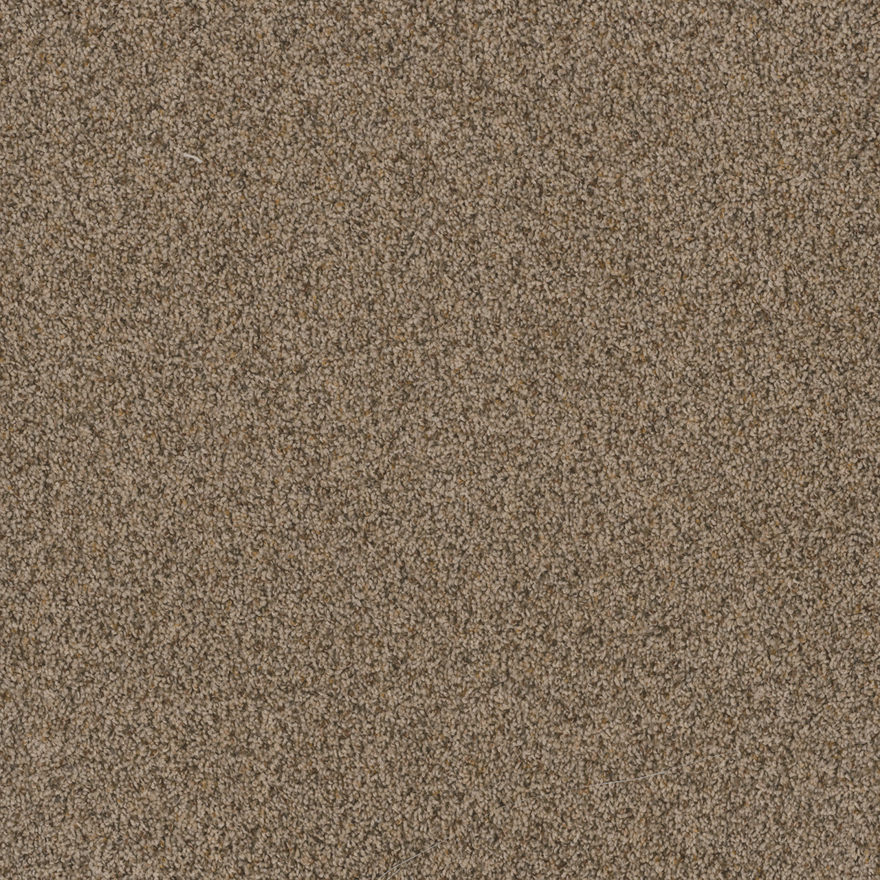 Dreamweaver Carpet Toast Of The Town Oakfield DREAMWEAVER